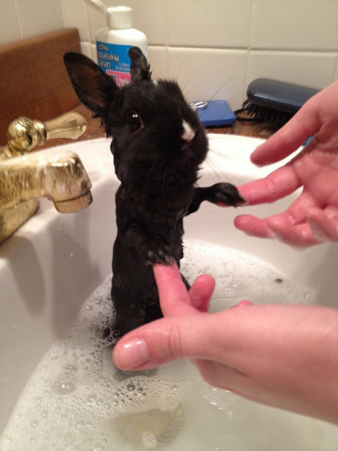 kaddie: 100-percent-chance-of-bun: Proven fact: Water will make your rabbit appear at least half their original size. IM LAUGHING SO HARD 