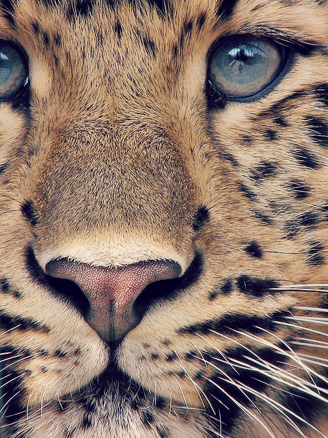 Amur Leopard, Kaila (by Milan Vorisek) 