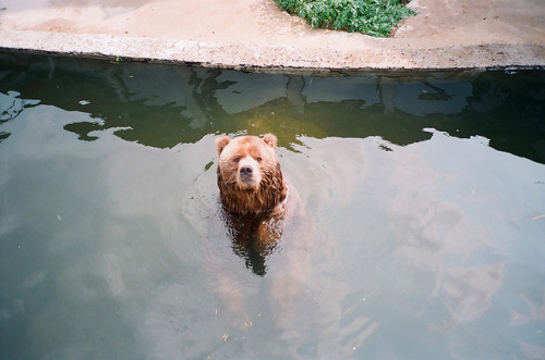 r0mance-is: Bear cools down by Plaggue on Flickr.