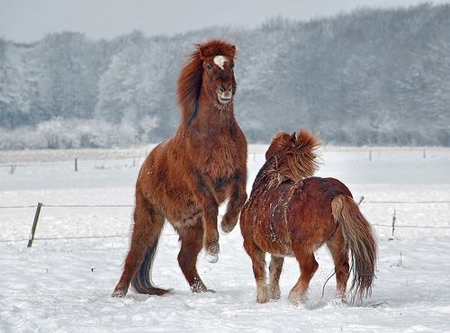 funkysafari: Icelandic horses by Alf 