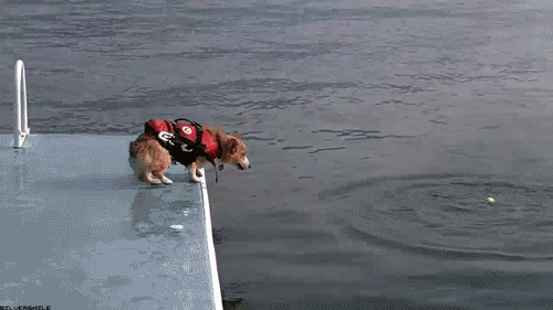 cute swimming dog dog in river gif