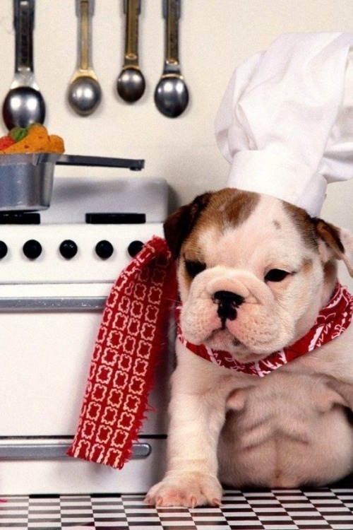 llbwwb: Сегодня, я повар, через: cutestpaw. Сегодняшние остроумие, для любителей собак :) 