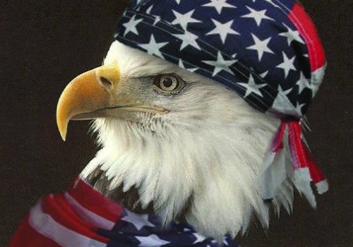 freedom America Eagles merica july 4th barackfuckingobama •