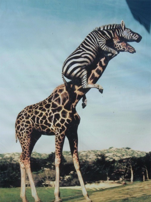 Resultado de imagen de vintage funny photos animals
