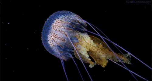 A jellyfish (Rafa Herrero Massieu)