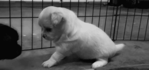 Adorable Puppy Gifs | Wifflegif