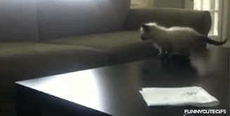 mikedaoo: sassygayzin: theblackship: damegreywulf: -onyourknees: the fact that he tried so hard to estimate how far he’d need to jump to make it on the couch and then not making it omfg my heart just exploded a little he forgot to factor in how slick the table was the same cat, years later…. The second gif made it a little hard to breathe, omfg. 