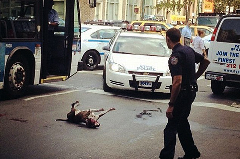 Polícia Abate Pitbull a Tiro em Nova York
