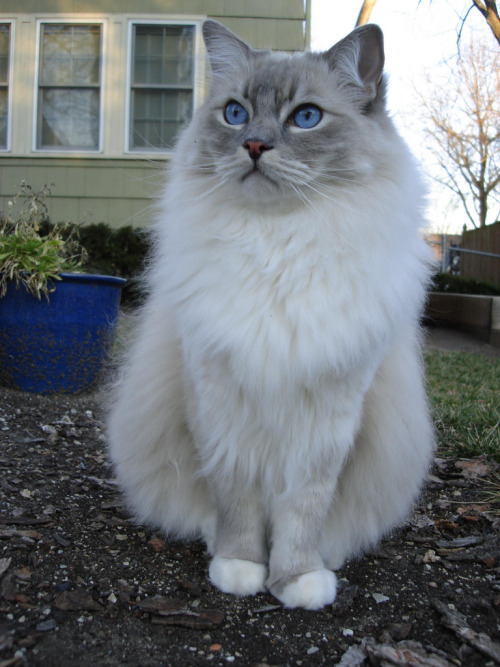 http://isology.tumblr.com/ | Ragdoll cat, Gorgeous cats