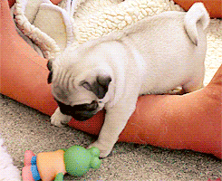 Here's 50 Adorable Dog & Cat Gifs To Cheer Up Your Friday