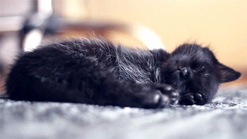 sellyourselfshort: hello-is-there-anybody-there: lovelynobody00: If you’re having a bad day, just watch this sleeping kitten. Its tiny black nose, its little cushioned black jellybean toes, the halo of silver moonlight hairs on the silky black fur. MY COMPUTER SCREWED UP AND THE GIF STOPPED AND I GOT WORRIED shh don’t shout the kittens trying to sleep This is one of the best gifs on Tumblr 