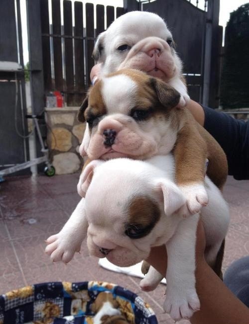  tower of cuteness 
