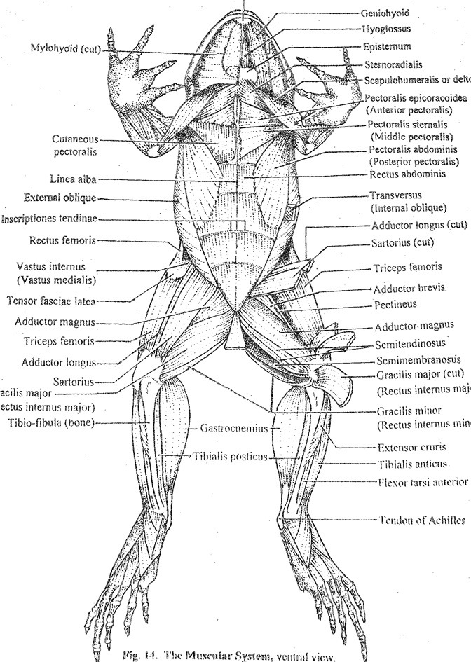 Muscular System Of A Frog 34