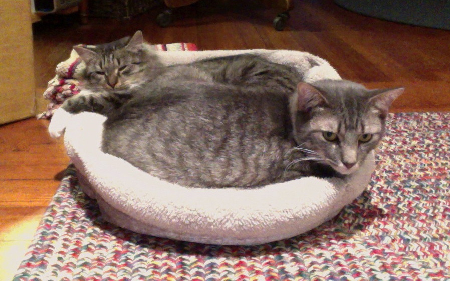 awklicious: my cats like to sleep together haha 