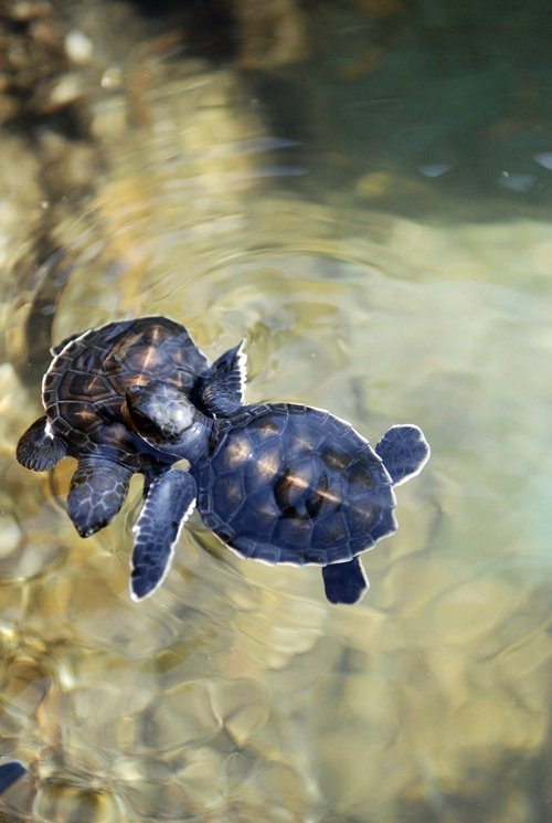 harsant: m0rtified: cloudy-dreamers: i like to think theyre turtles in love oh my god adorable turtles are perfect 