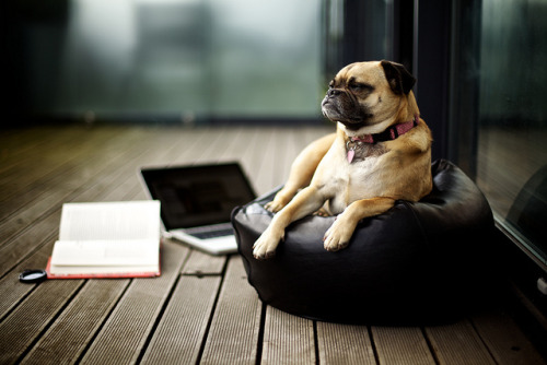 w4rhouse: Pug on the porch by Ashley Baxter on Flickr. 