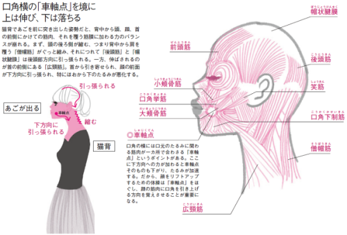 デスクワークの“あご出し猫背”が顔のたるみを加速　ゆがみリセット学（10）　：日本経済新聞</p> <p>顔には筋肉の状態がダイレクトに反映される</p> <p>あごを引く