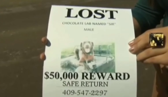 Casal oferece 50 mil dolares a quem encontrar cão!