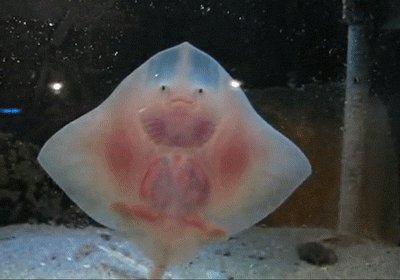 cuteys: stargazypie: bloodshotmary: IT HAS FEETIES FEEE. TIEEES. they’re actually claspers for holding onto female rays while they have sex with them but feeties are definitely cuter so probably best to go with that omfg Clicked on this.. Put down my phone.. Came back to it forgetting what I had done&#8230; Panicked