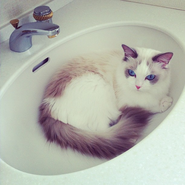 koko&#8212;nuts: bitchytbh: Your cat is so pretty omfg Checking out new followers 