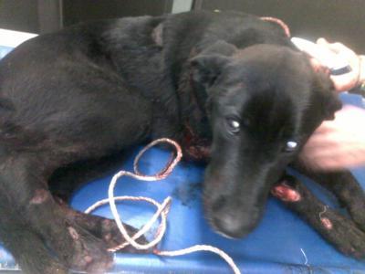 Sparky: cão acorrentado e arrastado pelas ruas de Vila Real