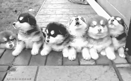 Cute Dog Gifs | Barkpost