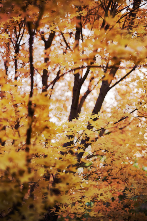 fall leaves on Tumblr