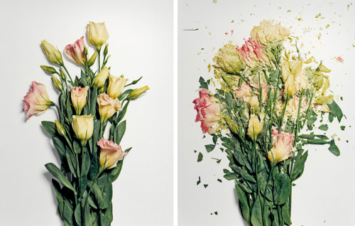 Flowers dipped in liquid nitrogen and then smashed.