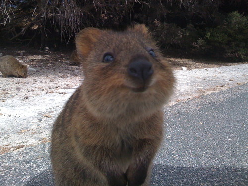 agirlnamedally: quokka! look at that smile